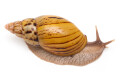 Lissachatina zanzibarica typ 3 semiadult, 7cm